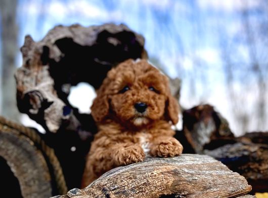 Tüy Dökmez Koku Yapmaz Toy Poodle Yavrular görsel
