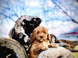 Tüy Dökmez Koku Yapmaz Toy Poodle Yavrular