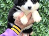 Zeka Küpü Harika Anatomi Border Collie Yavrular