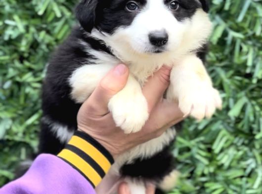 Zeka Küpü Harika Anatomi Border Collie Yavrular görsel
