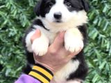 Zeka Küpü Harika Anatomi Border Collie Yavrular