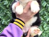 Zeka Küpü Harika Anatomi Border Collie Yavrular