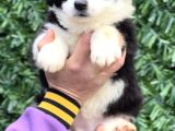 Zeka Küpü Harika Anatomi Border Collie Yavrular