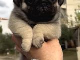Basık Burunlu Irk Garantili Pug Yavrular