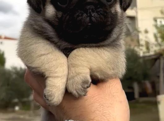 Basık Burunlu Irk Garantili Pug Yavrular görsel