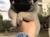 Basık Burunlu Irk Garantili Pug Yavrular