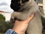 Basık Burunlu Irk Garantili Pug Yavrular
