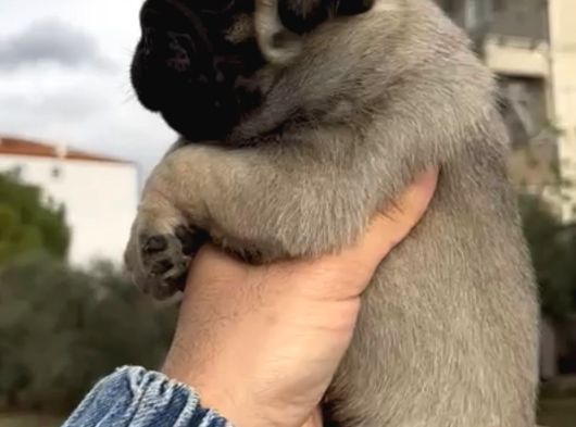 Basık Burunlu Irk Garantili Pug Yavrular görsel