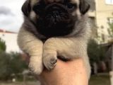 Basık Burunlu Irk Garantili Pug Yavrular