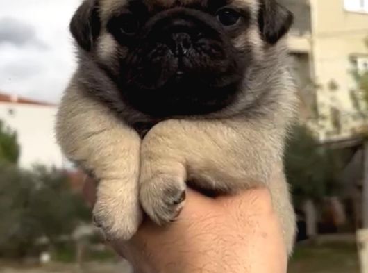 Basık Burunlu Irk Garantili Pug Yavrular