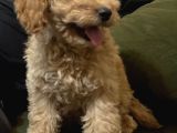 Toy Poodle