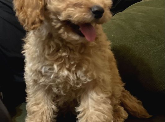 Toy Poodle görsel