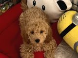 Toy Poodle