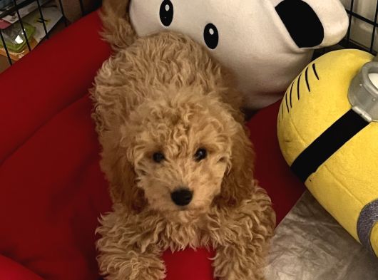 Toy Poodle görsel