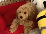 Toy Poodle