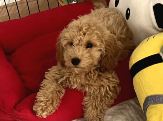 Toy Poodle görsel