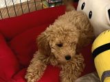 Toy Poodle