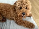 6 Aylık Dişi Safkan Toy Poodle