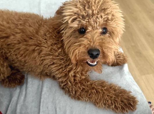 6 Aylık Dişi Safkan Toy Poodle görsel