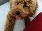 6 Aylık Dişi Safkan Toy Poodle