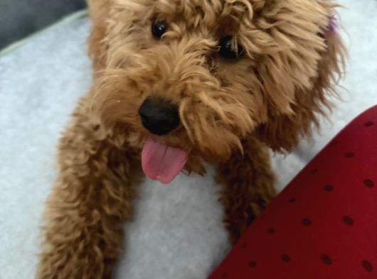 6 Aylık Dişi Safkan Toy Poodle görsel