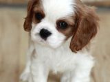 King Charles Cavalier Dişi Yavrumuz