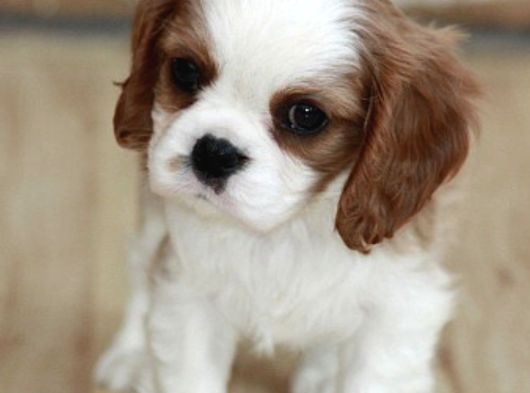 King Charles Cavalier Dişi Yavrumuz görsel