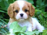 King Charles Cavalier Dişi Yavrumuz
