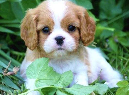 King Charles Cavalier Dişi Yavrumuz görsel