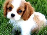 King Charles Cavalier Dişi Yavrumuz