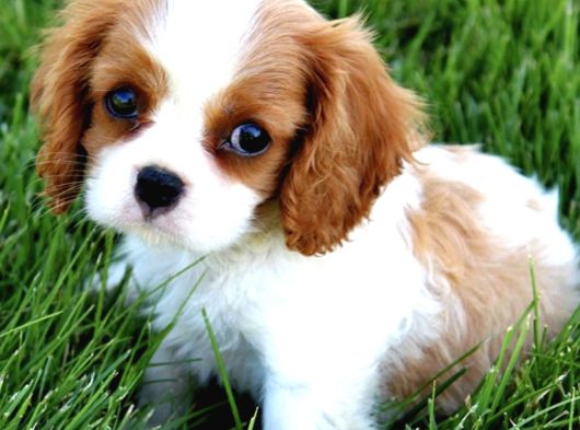 King Charles Cavalier Dişi Yavrumuz görsel