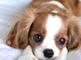 King charles cavalier dişi yavrumuz