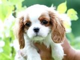 King Charles Cavalier Dişi Yavrumuz