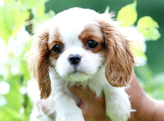 King Charles Cavalier Dişi Yavrumuz görsel