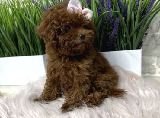 Safkan Toy Poodle Yavrularımız görsel