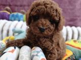 Safkan Toy Poodle Yavrularımız