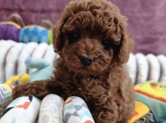 Safkan Toy Poodle Yavrularımız görsel