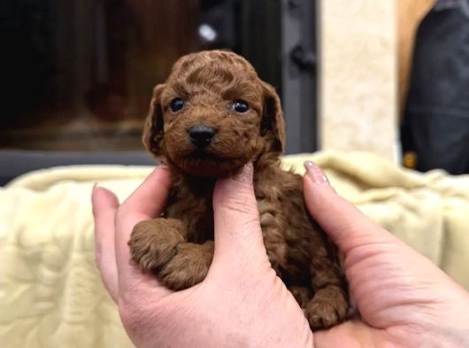 Safkan Toy Poodle Yavrularımız görsel