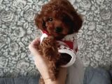 Safkan toy poodle yavrularımız