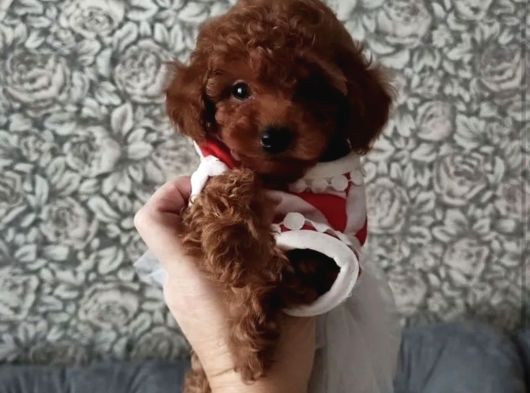 Safkan Toy Poodle Yavrularımız