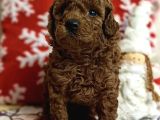 Safkan Toy Poodle Yavrularımız