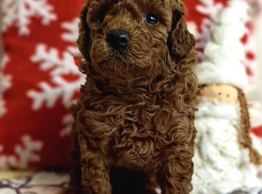 Safkan Toy Poodle Yavrularımız görsel