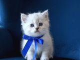 Di̇şi̇ Ve Erkek Kali̇teli̇ Bebekleri̇m Si̇zleei̇ Bekli̇yor