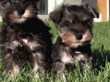 Schnauzer Yavrulari İstanbul
