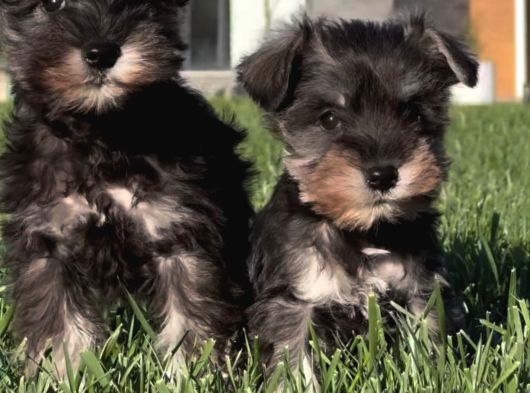 Schnauzer Yavrulari İstanbul görsel
