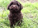 TEACUP CHOCOLATE BROWN POODLE BEBEĞİMİZ