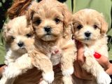 Krem renk Maltipoo Yavrularımız