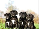BLAK CANE CORSA ESTETIKLI SHOW YAVRULAR
