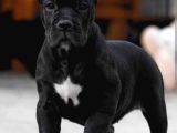 Blak Cane Corsa Estetikli Show Yavrular