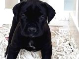 Blak Cane Corsa Estetikli Show Yavrular